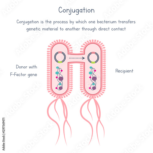 Horizontal Gene Transfer Conjugation science educational graphic