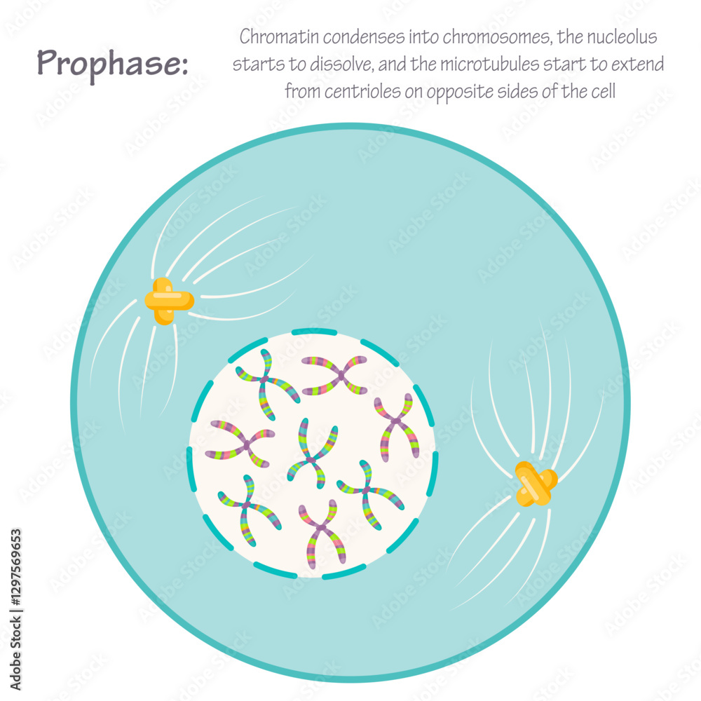 Prophase of mitosis cell division science graphic Prophase of mitosis cell division science graphic