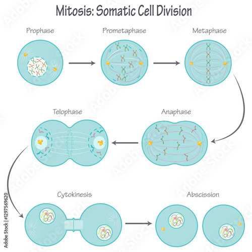 Mitosis Phases Somatic Cell Division science graphic