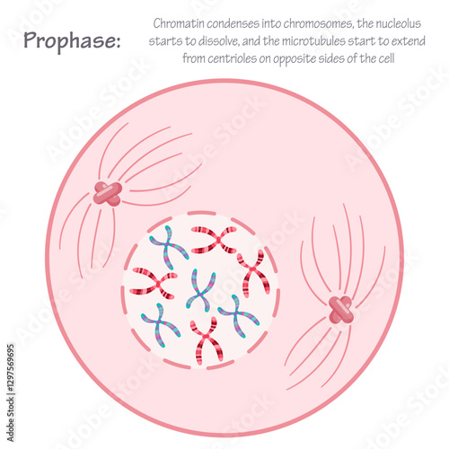 Prophase of mitosis cell division science graphic