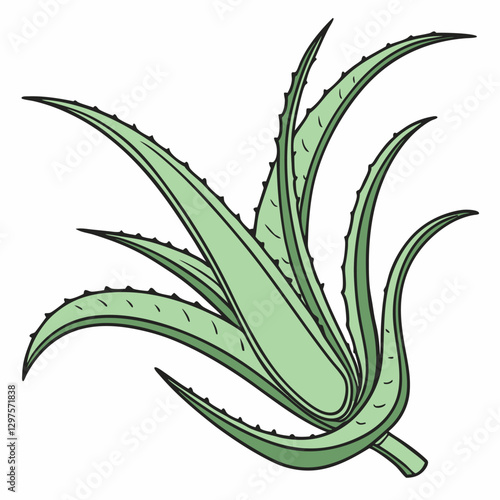 aloe vera plant vector illustration