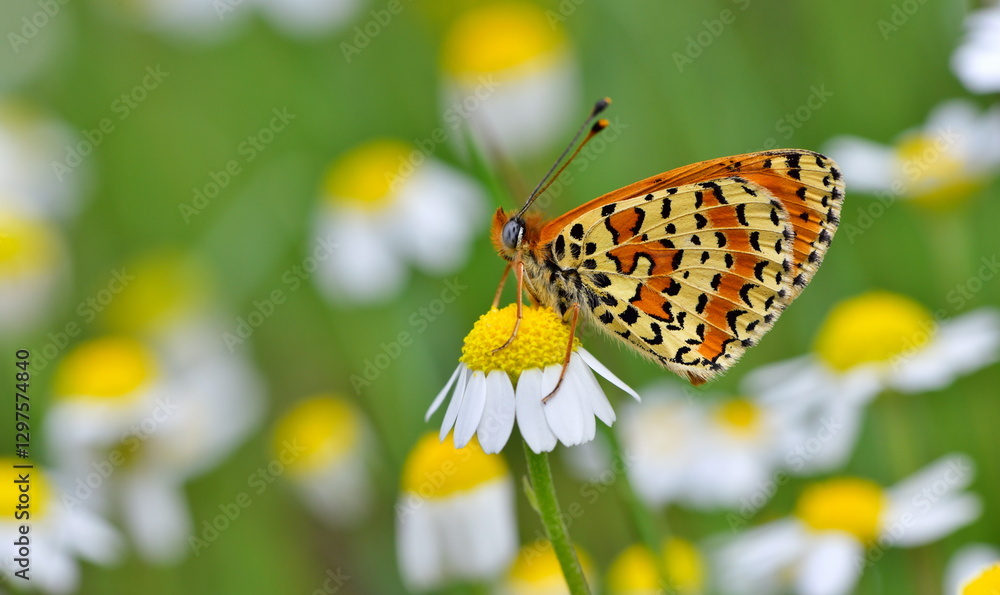 Obraz premium Melitaea Didyma 1137