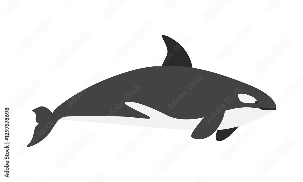 Fototapeta premium Killer whale (Orcinus orca) cartoon clipart. Cute killer whale or orca vector illustration. Animal in flat style. Sea animals concept isolated on white background