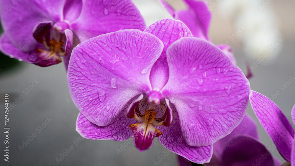 Beatuiful Vibrant Pink Orchid in Full Bloom – Nature’s Elegance in Detail with blurry background Beatuiful Vibrant Pink Orchid in Full Bloom – Nature’s Elegance in Detail with blurry background