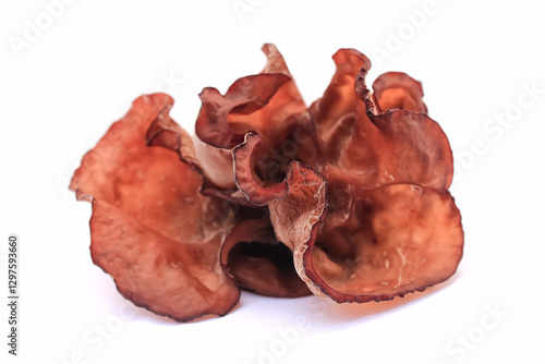mushroom has botanical named auricularia auricula judae or jamur kuping. auricularia auricula from auriculariaceae. auricularia auricula fungi has brown color. fungi grow on dead tree in garden