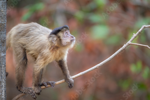 Capuchin Monkey Looking up photo