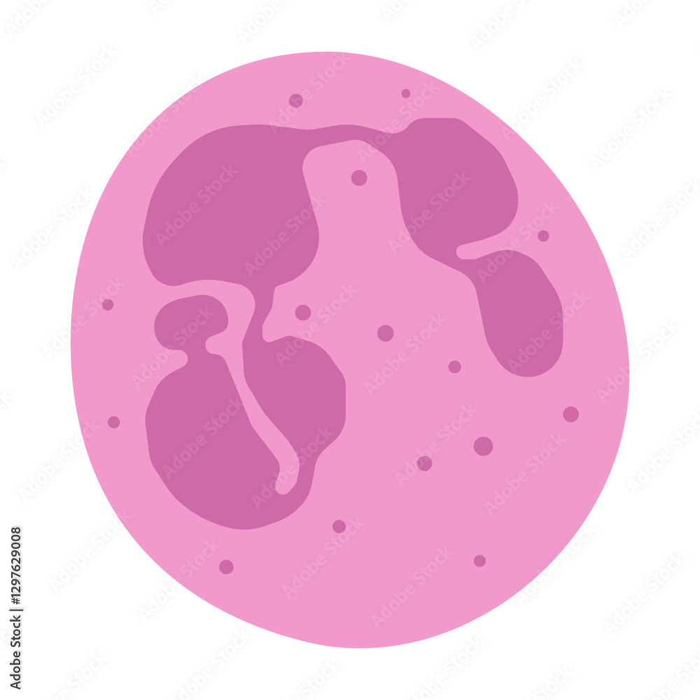 neutrophil hypersegmented colored icon neutrophil hypersegmented colored icon