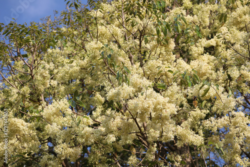 Tableau sur toile White Meranti Tree (Shorea roxburghii) in full bloom