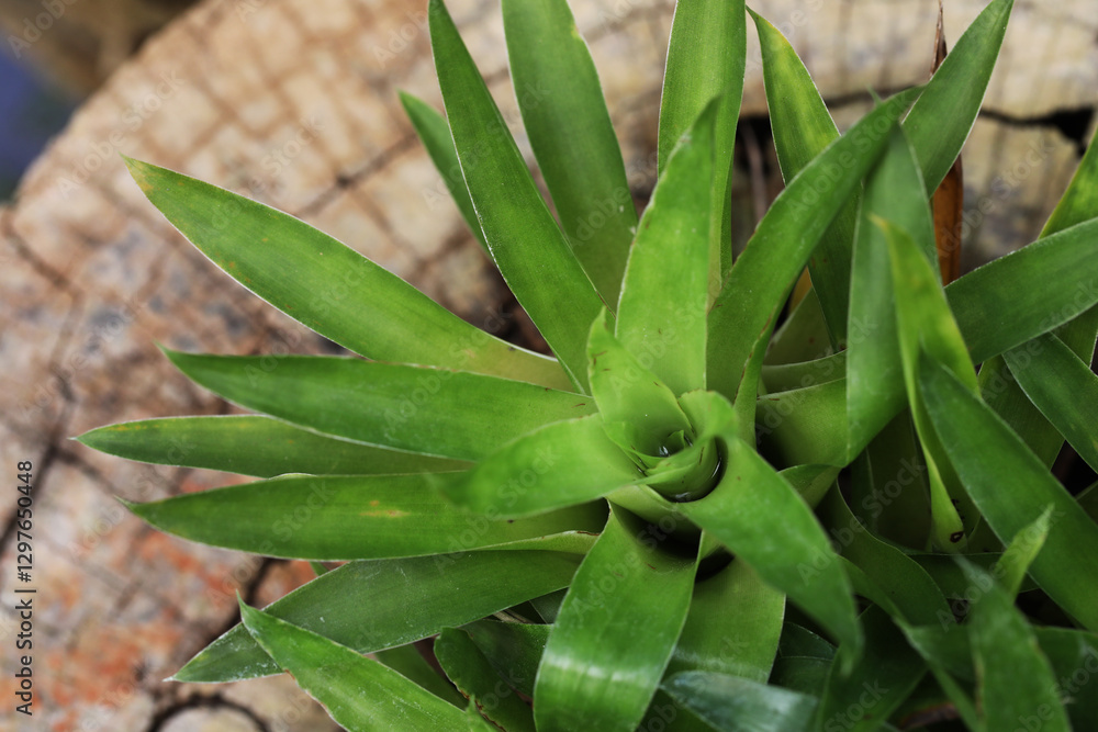 Obraz premium Rare carnivorous plant from bromeliad group (Catopsis sp.)