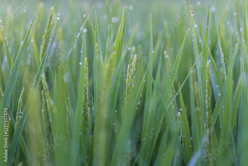 rice flower