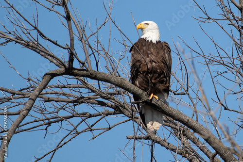 Bald eagle on a branch