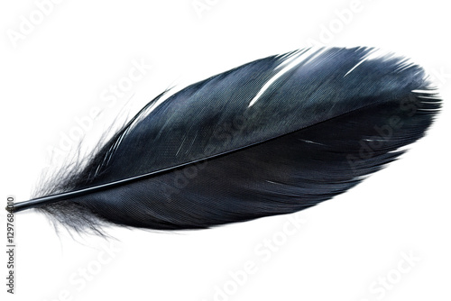 black feather isolated on white