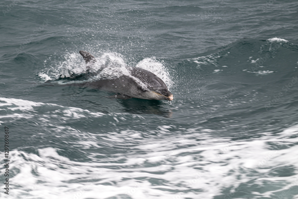 Naklejka premium Common Bottlenose Dolphin (Tursiops truncatus) at the Coast of Brittany, France
