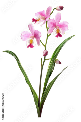 Wallpaper Mural Elegant Pink Bletilla Striata Flower. Delicate Beauty Isolated Against A Dark Background. Torontodigital.ca