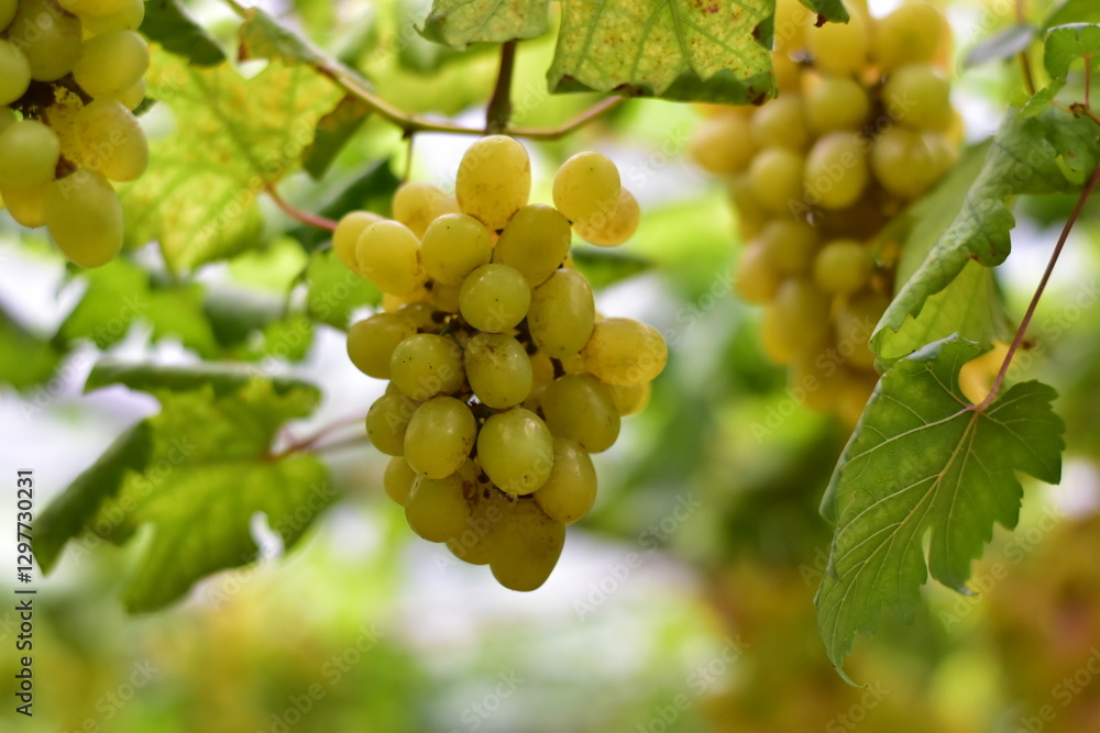 grapes in the vineyard, Vineyard and cafe, vineyard, Bouquet of green and red grapes, Shine muscat, Bunch of grapes that are near ripe in the vineyard grapes in the vineyard, Vineyard and cafe, vineyard, Bouquet of green and red grapes, Shine muscat, Bunch of grapes that are near ripe in the vineyard