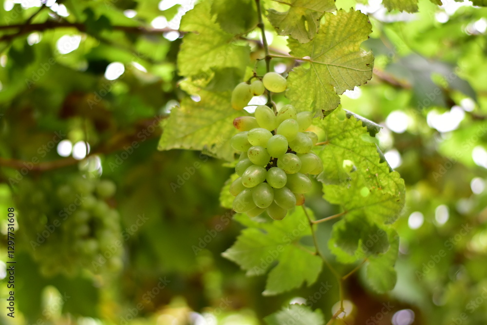 grapes in the vineyard, Vineyard and cafe, vineyard, Bouquet of green and red grapes, Shine muscat, Bunch of grapes that are near ripe in the vineyard grapes in the vineyard, Vineyard and cafe, vineyard, Bouquet of green and red grapes, Shine muscat, Bunch of grapes that are near ripe in the vineyard