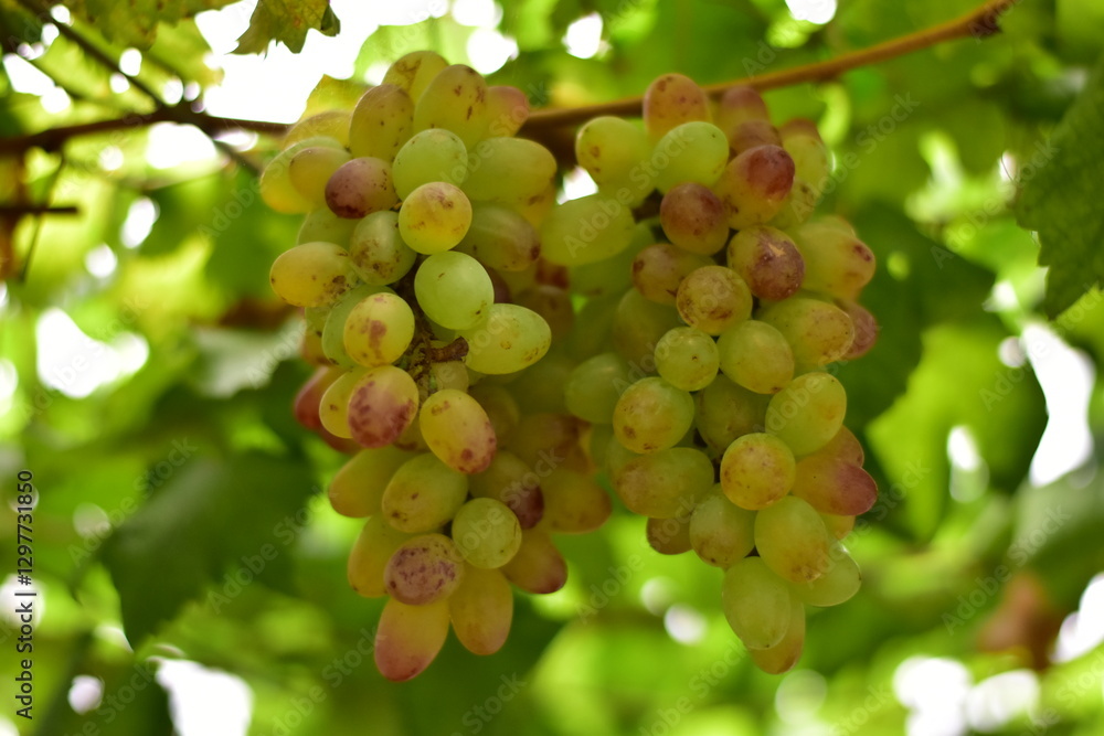 grapes in the vineyard, Vineyard and cafe, vineyard, Bouquet of green and red grapes, Shine muscat, Bunch of grapes that are near ripe in the vineyard grapes in the vineyard, Vineyard and cafe, vineyard, Bouquet of green and red grapes, Shine muscat, Bunch of grapes that are near ripe in the vineyard