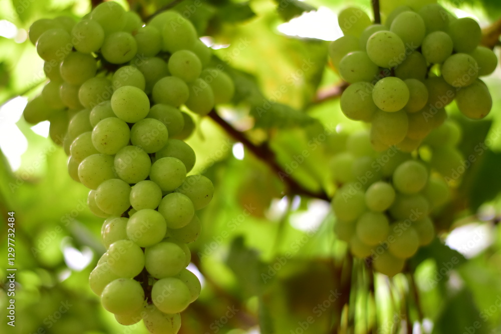 grapes in the vineyard, Vineyard and cafe, vineyard, Bouquet of green and red grapes, Shine muscat, Bunch of grapes that are near ripe in the vineyard grapes in the vineyard, Vineyard and cafe, vineyard, Bouquet of green and red grapes, Shine muscat, Bunch of grapes that are near ripe in the vineyard