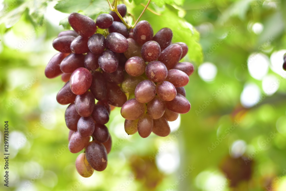 grapes in the vineyard, Vineyard and cafe, vineyard, Bouquet of green and red grapes, Shine muscat, Bunch of grapes that are near ripe in the vineyard grapes in the vineyard, Vineyard and cafe, vineyard, Bouquet of green and red grapes, Shine muscat, Bunch of grapes that are near ripe in the vineyard