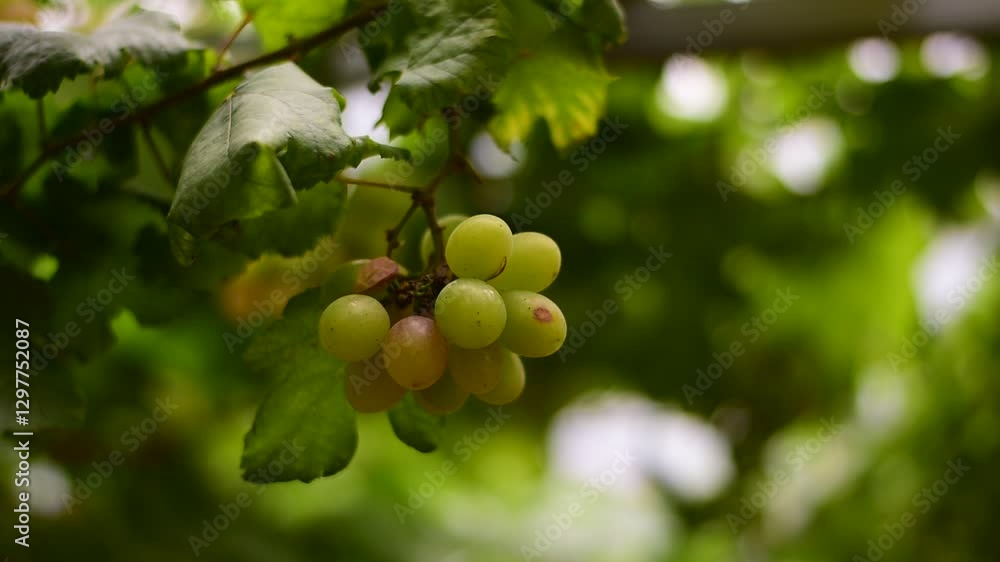 grapes in the vineyard, Vineyard and cafe, vineyard, Bouquet of green and red grapes, Shine muscat, Bunch of grapes that are near ripe in the vineyard grapes in the vineyard, Vineyard and cafe, vineyard, Bouquet of green and red grapes, Shine muscat, Bunch of grapes that are near ripe in the vineyard