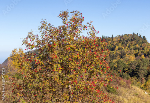 Wallpaper Mural autumn, the morning light of the rising sun illuminates the alpine meadows and the slopes of the mountain range Torontodigital.ca