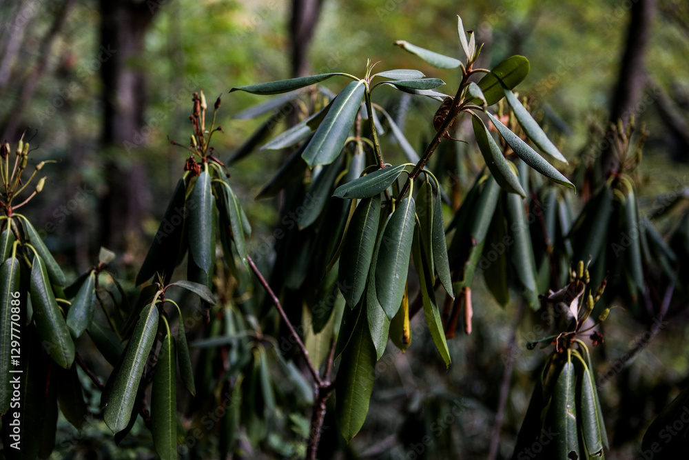 Obraz premium rhododendron leaves