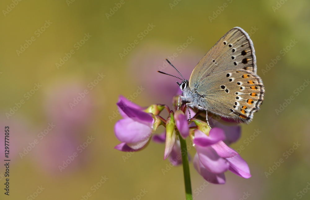 Fototapeta premium Satyrium ledereri 1102