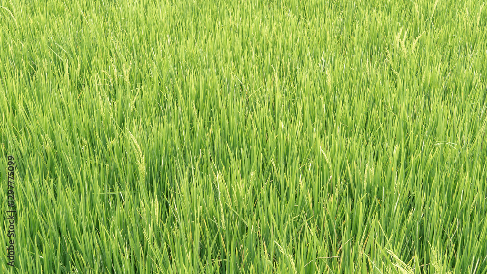 Fast-growing paddy plants fill the entire frame from above, creating a captivating scene Fast-growing paddy plants fill the entire frame from above, creating a captivating scene