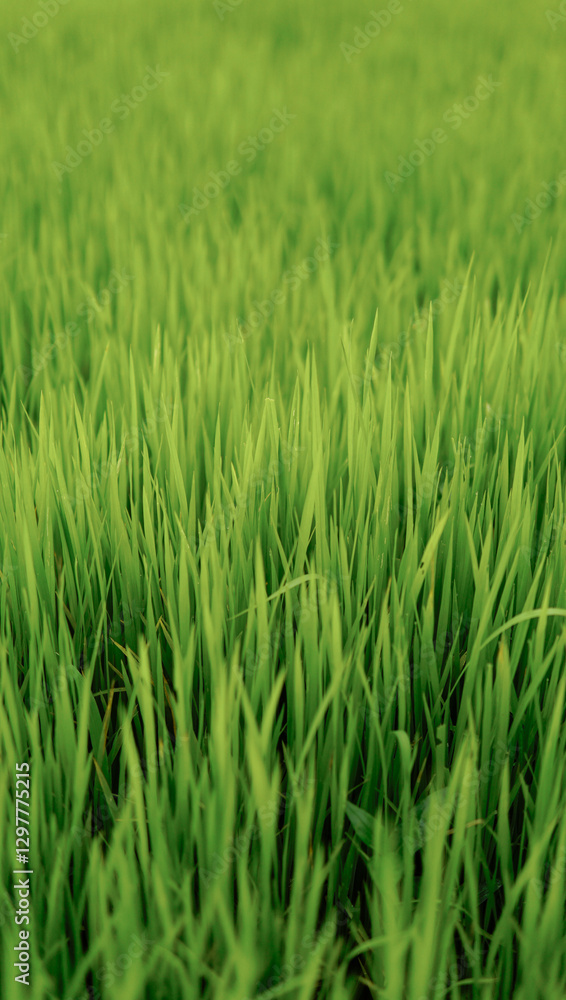 Fresh young paddy plants centered with dark shadows from above adding depth and contrast Fresh young paddy plants centered with dark shadows from above adding depth and contrast