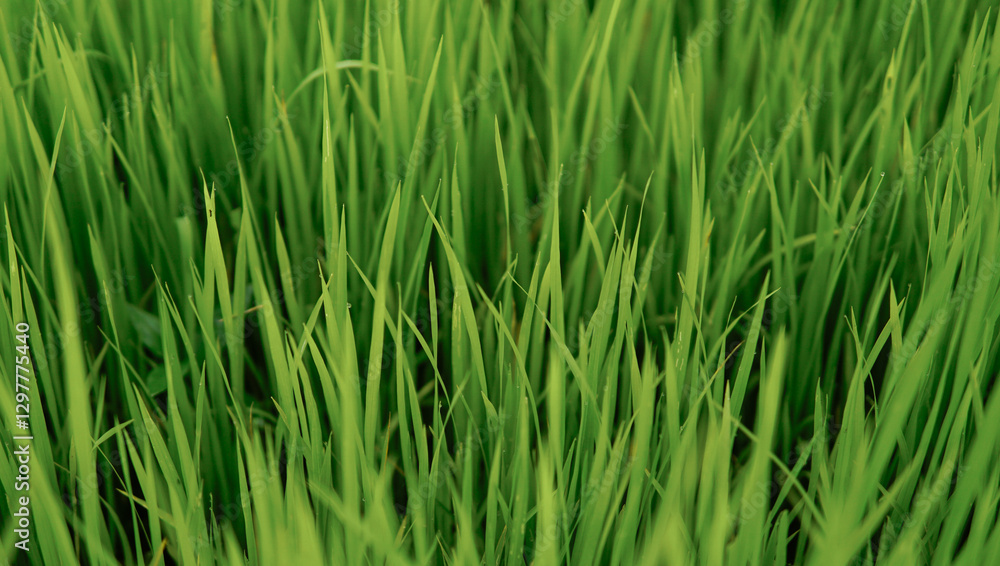 Fresh young rice plants in central focus from a high angle, with dark shadow effects adding depth to the image Fresh young rice plants in central focus from a high angle, with dark shadow effects adding depth to the image