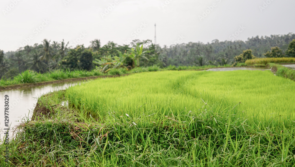 Obraz premium Fresh young grass and paddy with water puddles on the left, set against a backdrop of trees and sky