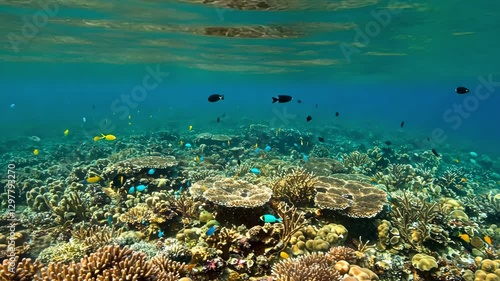 Wallpaper Mural coral reef with fish Torontodigital.ca