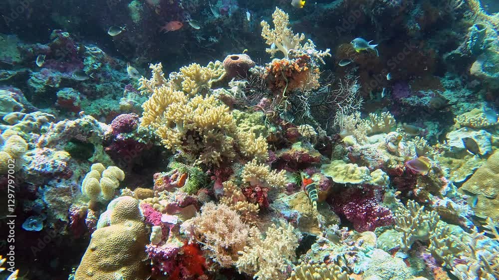 Redbreasted wrasse and swallowtail pullers swim on a coral reef. Redbreasted wrasse and swallowtail pullers swim on a coral reef.