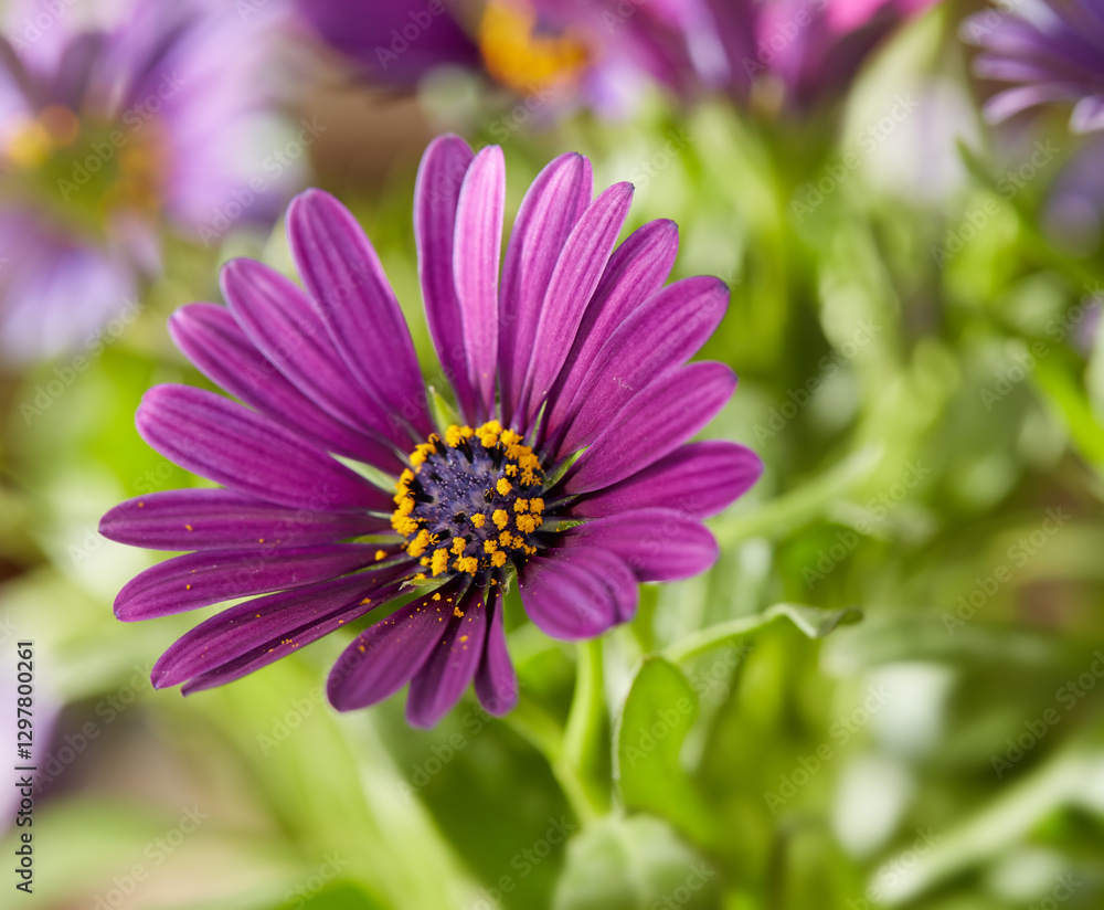 Purple flower, leaves and garden with cape daisy in nature for growth, decoration and blossom for botany. Bloom, floral and African plant outdoor for ecology, sustainable and background closeup Purple flower, leaves and garden with cape daisy in nature for growth, decoration and blossom for botany. Bloom, floral and African plant outdoor for ecology, sustainable and background closeup