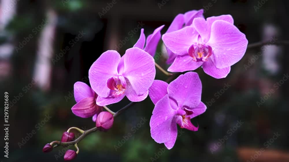 Beatuiful Vibrant Pink Orchid in Full Bloom – Nature’s Elegance in Detail with blurry background Beatuiful Vibrant Pink Orchid in Full Bloom – Nature’s Elegance in Detail with blurry background