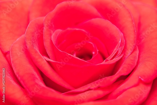 Wallpaper Mural Macro photography of red rose flower petals Torontodigital.ca
