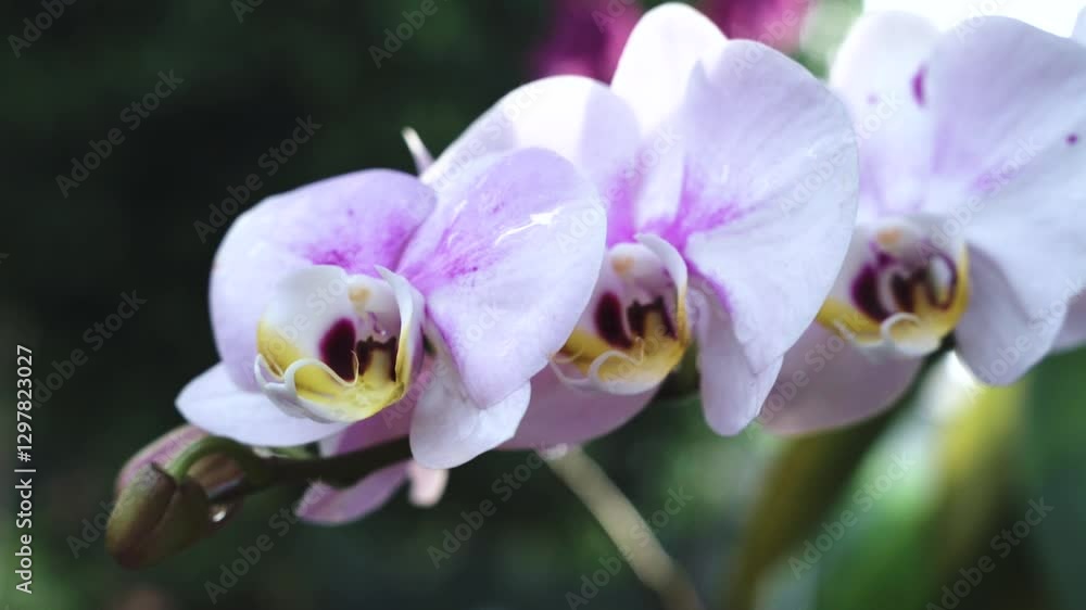 Beatuiful Vibrant Pink Orchid in Full Bloom – Nature’s Elegance in Detail with blurry background Beatuiful Vibrant Pink Orchid in Full Bloom – Nature’s Elegance in Detail with blurry background