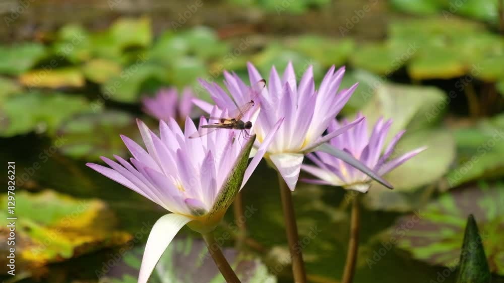 A delicate dragonfly perched gracefully on a vibrant pink lotus blossom. A delicate dragonfly perched gracefully on a vibrant pink lotus blossom.