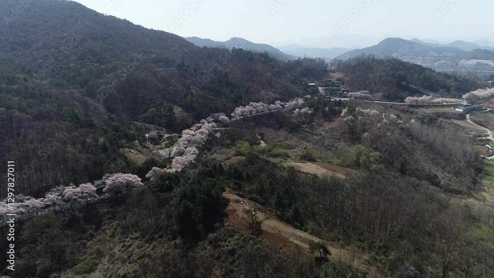cherry blossom trees blooming on the mountain cherry blossom trees blooming on the mountain