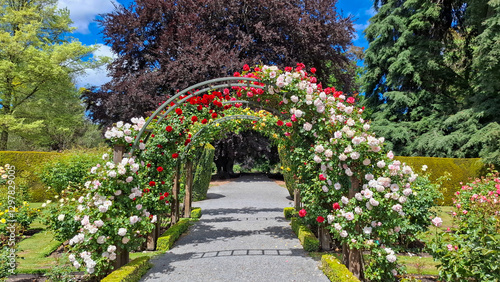 Roses archway, botanic garden, Christchurch, New Zealand