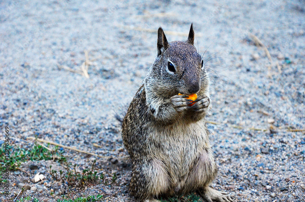 Obraz premium squirrel eating nut