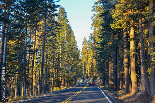 road in sequoia forest