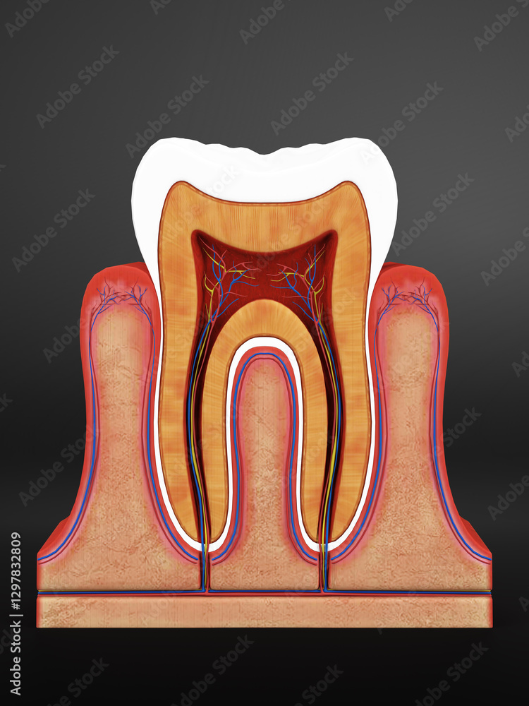 Cross-section of a human tooth showing internal anatomy, including enamel, dentin, pulp, and root. Detailed medical illustration for educational and dental use Cross-section of a human tooth showing internal anatomy, including enamel, dentin, pulp, and root. Detailed medical illustration for educational and dental use