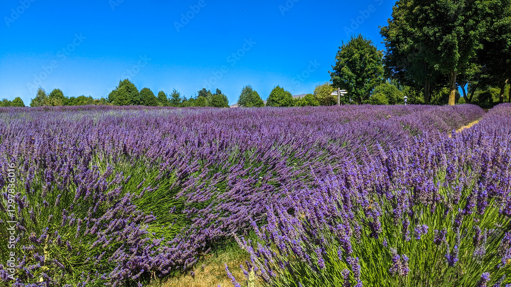 Fototapeta premium Lavander Field, Wanaka, New Zealand