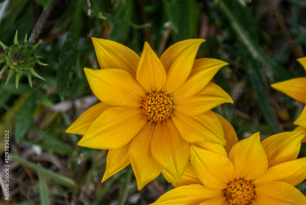 Close us image of yellow flower, Gazania Close us image of yellow flower, Gazania
