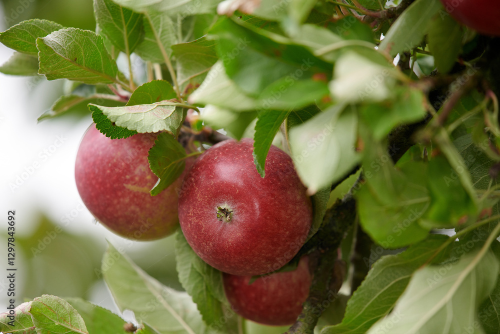 Agriculture, organic and tree with apple orchard on farm for growth, harvest or sustainability. Environment, fruit and nature with produce growing outdoor in countryside for natural food industry Agriculture, organic and tree with apple orchard on farm for growth, harvest or sustainability. Environment, fruit and nature with produce growing outdoor in countryside for natural food industry