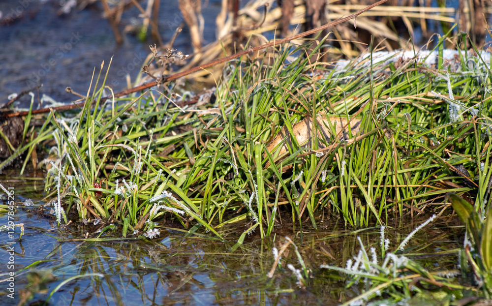 A patch of grass is covered in ice and snow A patch of grass is covered in ice and snow
