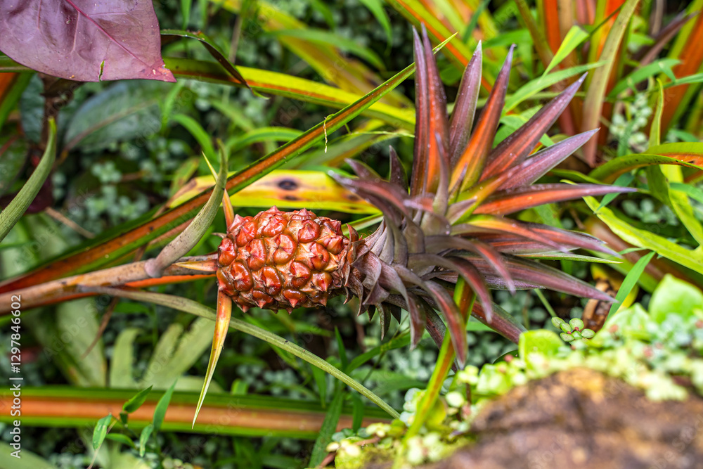 Close up of pineapple fruit growing in a field Close up of pineapple fruit growing in a field