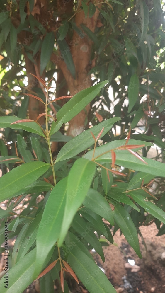 Naklejka premium green leaves on a tree