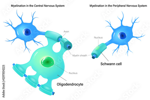 Oligodendrocyte and Schwann cell. Myelination in the central nervous system and peripheral nervous system.